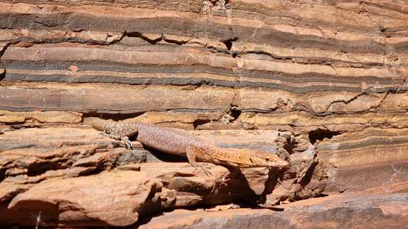 Sivun Varanus hamersleyensis Maryan, Oliver & Fitch kuva