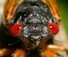 Image of Decim Periodical Cicada