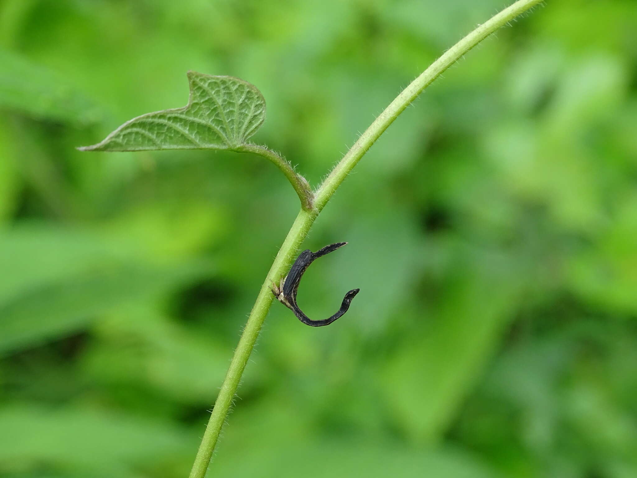 Imagem de Cladonota (Falculifera) apicalis Stål