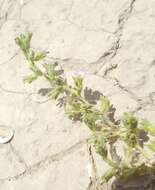 Image of seaside petunia