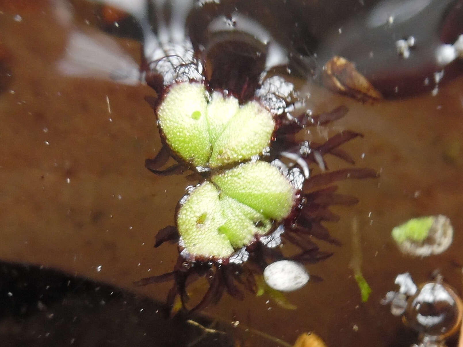 Image of Purple-fringed Riccia