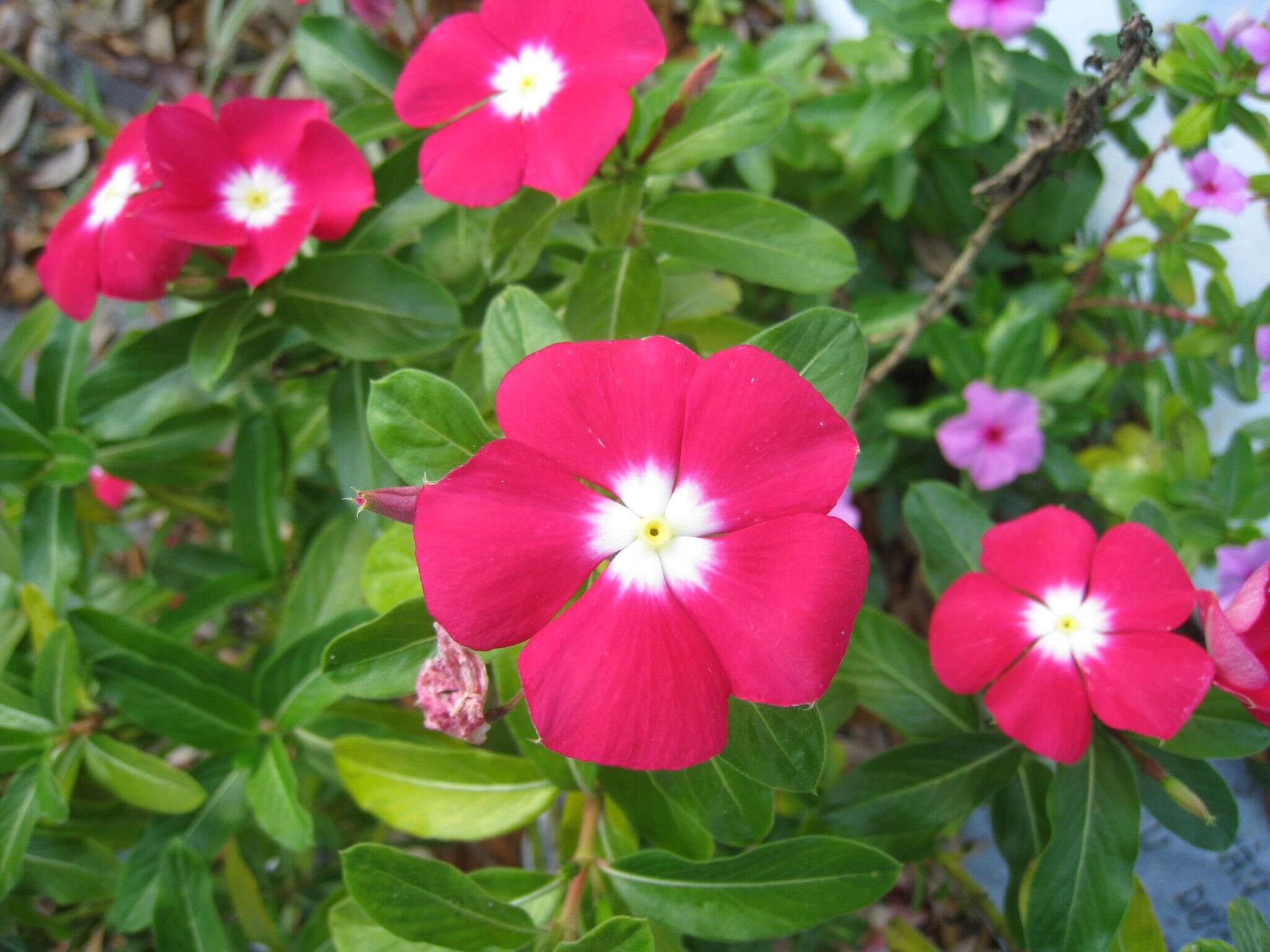 Image of Catharanthus ovalis Markgr.