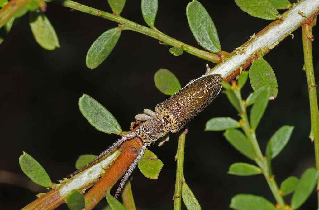 Image of Rhytiphora decipiens (Pascoe 1863)