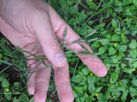 Sivun Bromus texensis (Shear) Hitchc. kuva