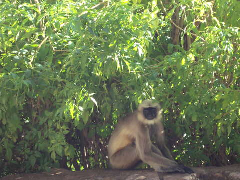 Слика од Semnopithecus hypoleucos