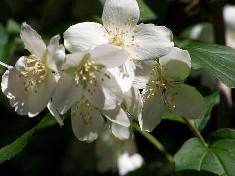 Image of sweet mock orange