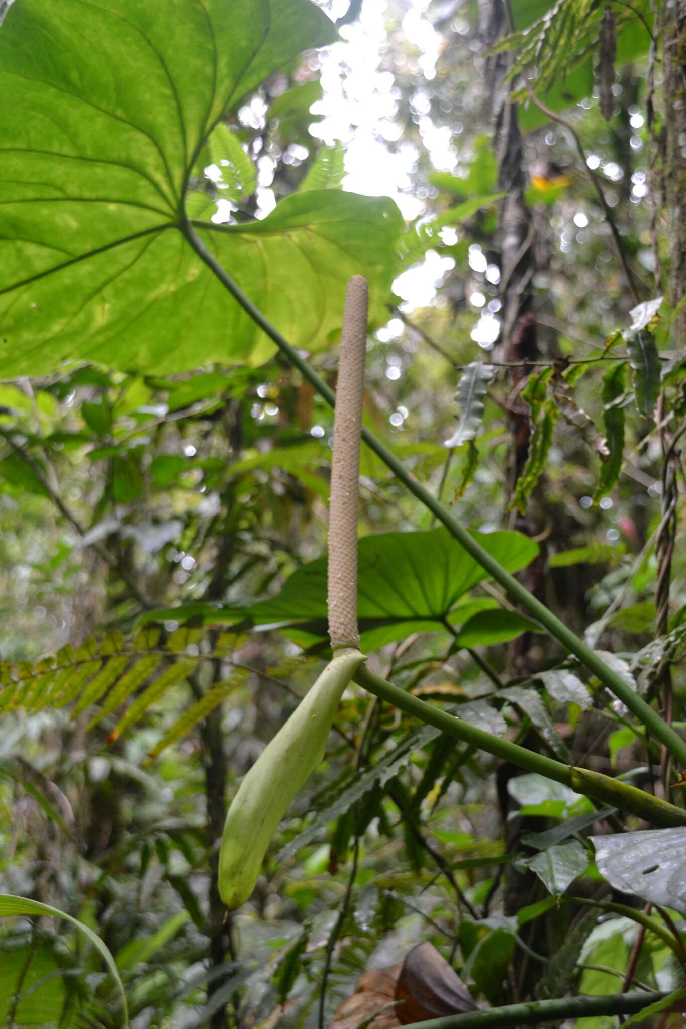 Image of Anthurium ravenii Croat & R. A. Baker