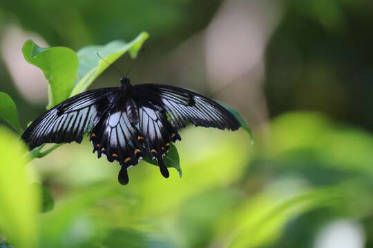 Sivun Papilio ascalaphus Boisduval 1836 kuva