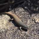 صورة Trachylepis aureopunctata (Grandidier 1867)