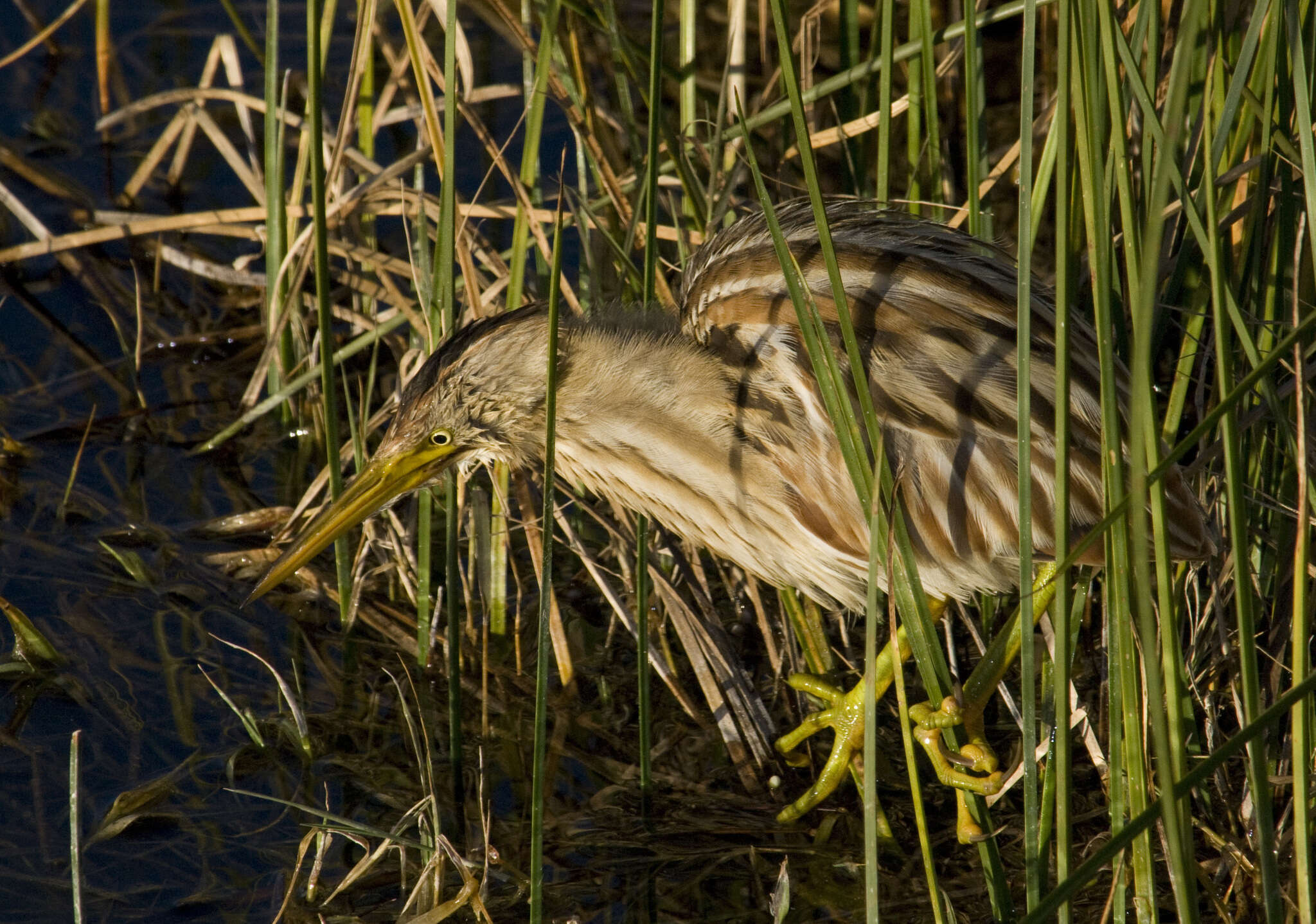 Image of Stripe-backed Bittern