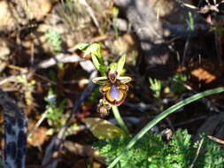 Image of Ophrys speculum subsp. speculum