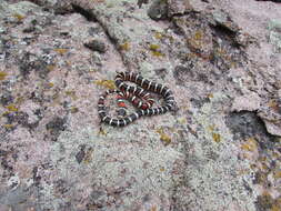 Image de Lampropeltis pyromelana infralabialis Tanner 1953