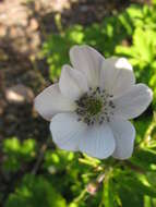 Image of <i>Anemone rivularis</i>