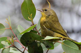 Image of Hooded Yellowthroat