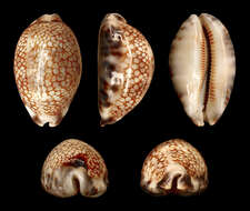 Image of harlequin cowrie