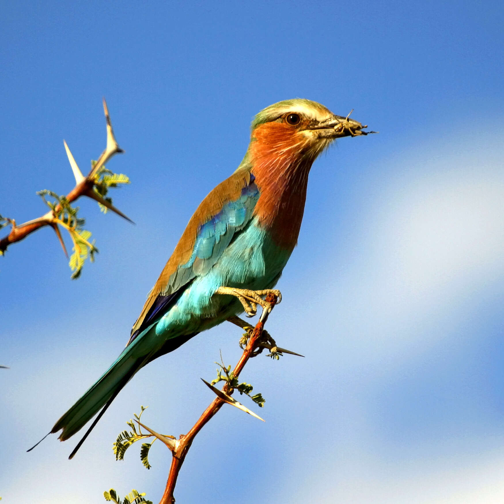 Image of Lilac-breasted Roller