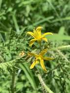 Image of Sonoran nightshade