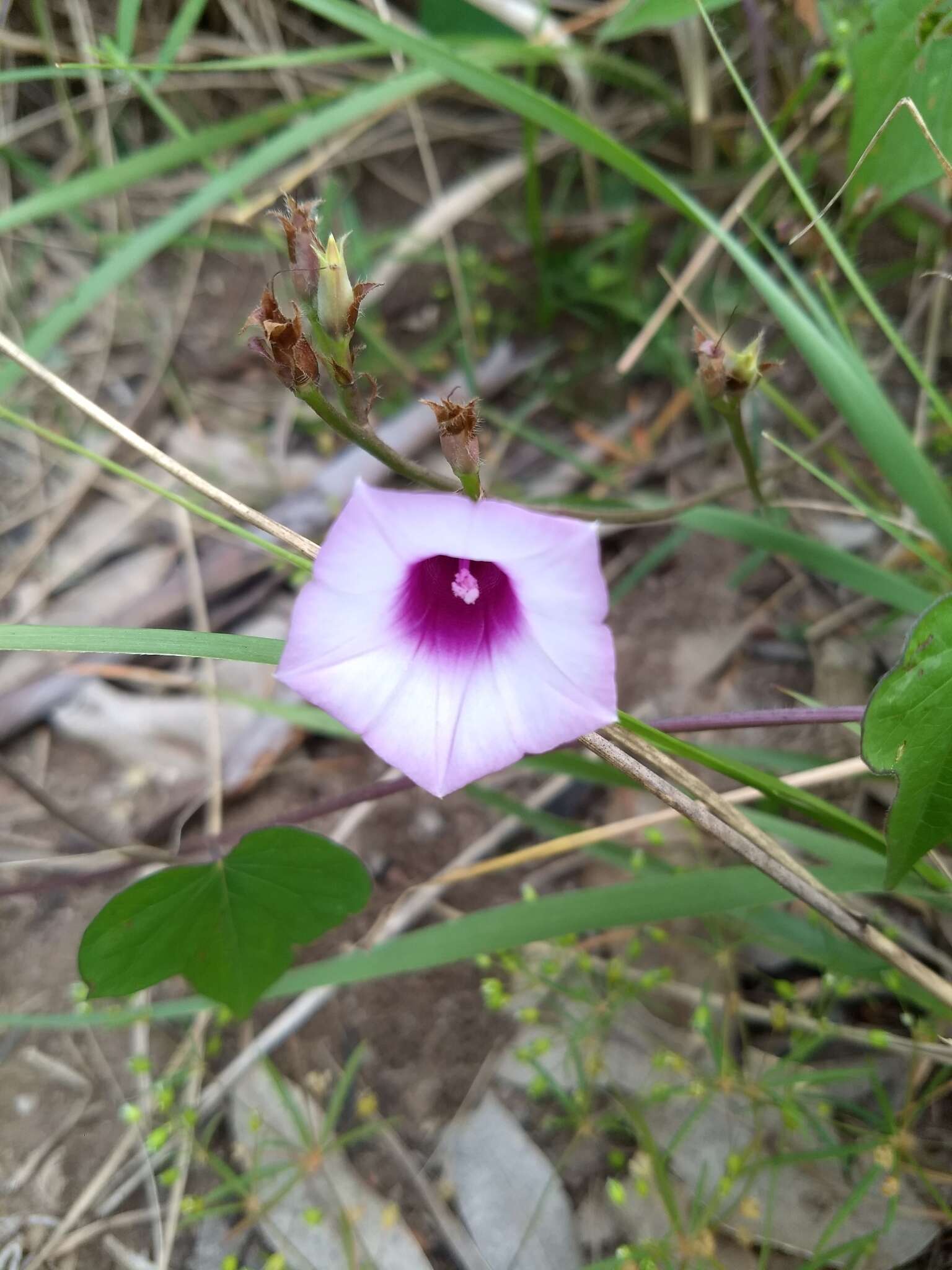 Image of Ipomoea grandifolia (Damm.) O'Donell