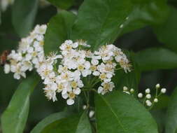 Photinia arguta Wall. ex Lindl.的圖片