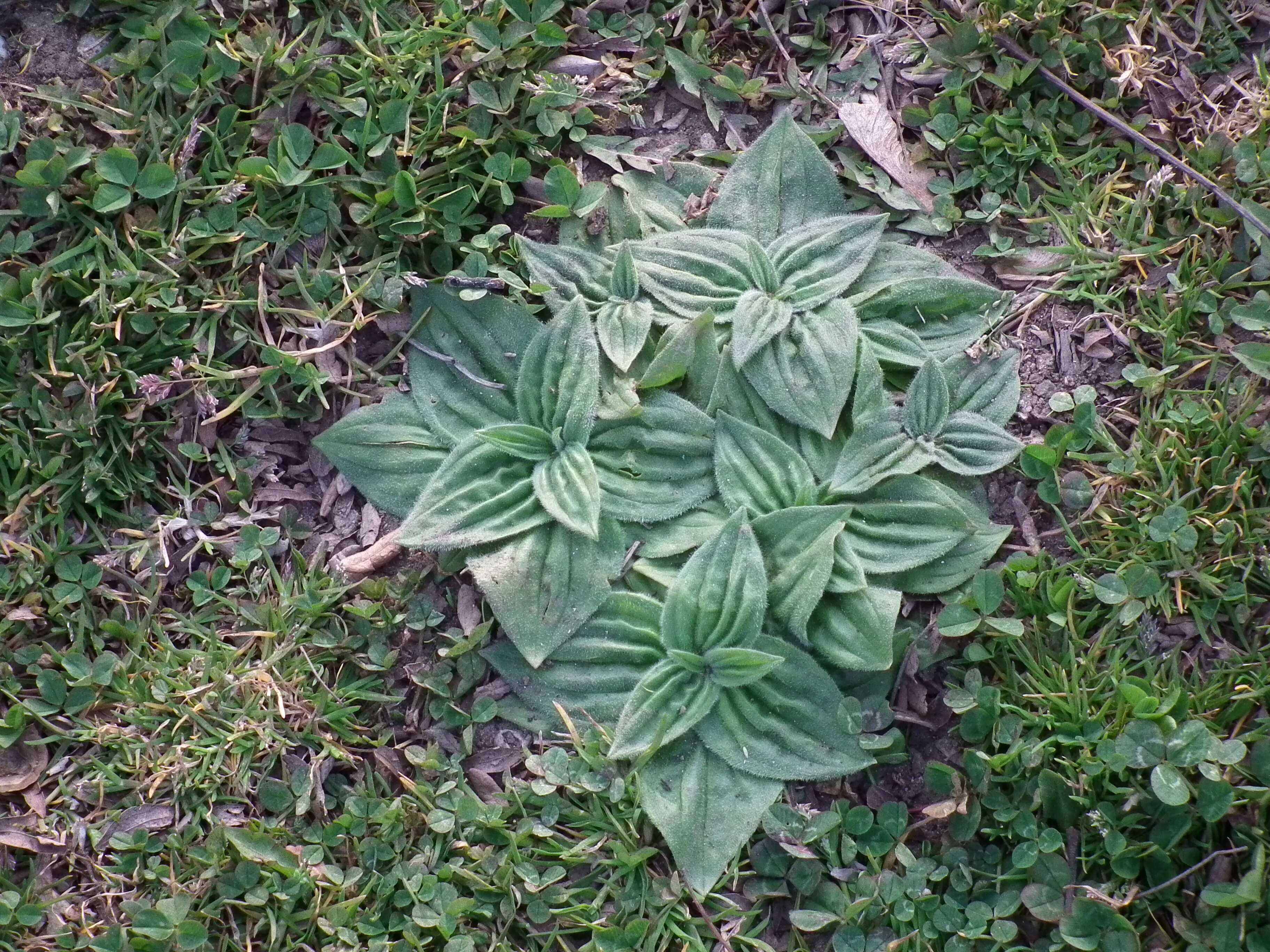 Image of Hoary Plantain