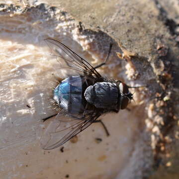 Image of Blue blowfly