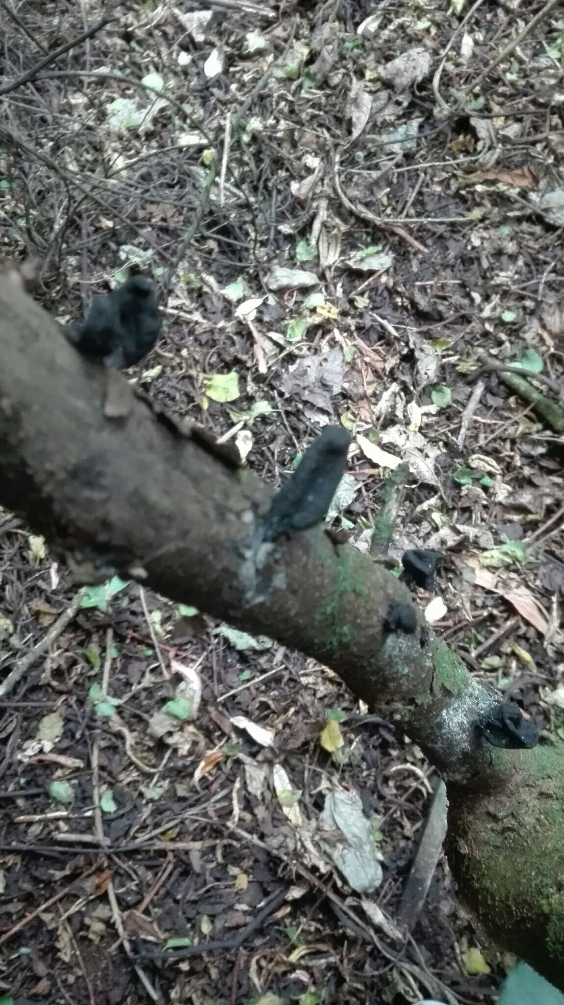 Imagem de Xylaria castorea Berk. 1855