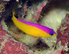 Image de Pictichromis diadema (Lubbock & Randall 1978)