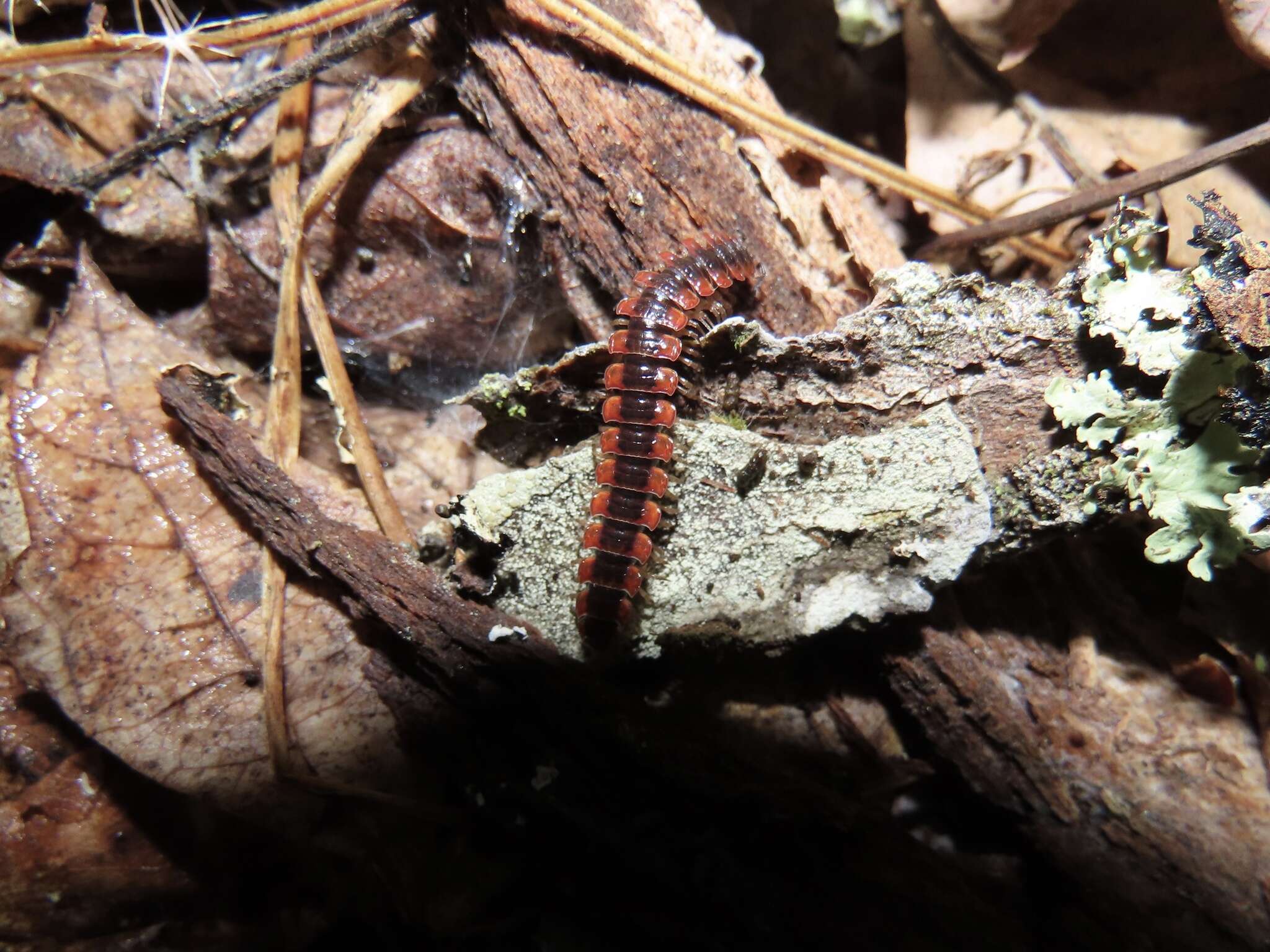 Слика од Pseudopolydesmus canadensis (Newport 1844)