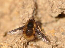 Image of Large bee-fly