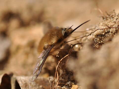 Image of Large bee-fly