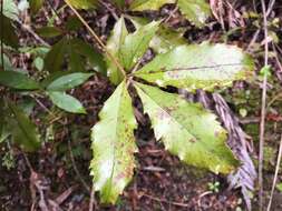 Image of Pseudopanax discolor (Kirk) Harms