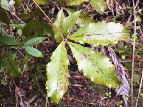 Pseudopanax discolor (Kirk) Harms的圖片