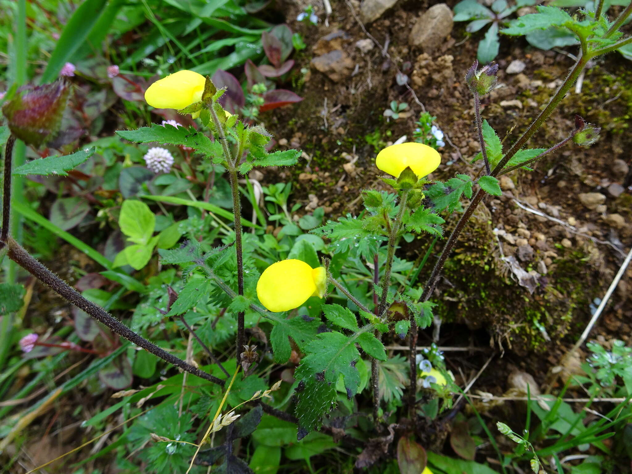 Image of Calceolaria mexicana Benth.