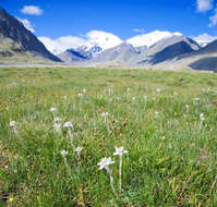 Image of edelweiss