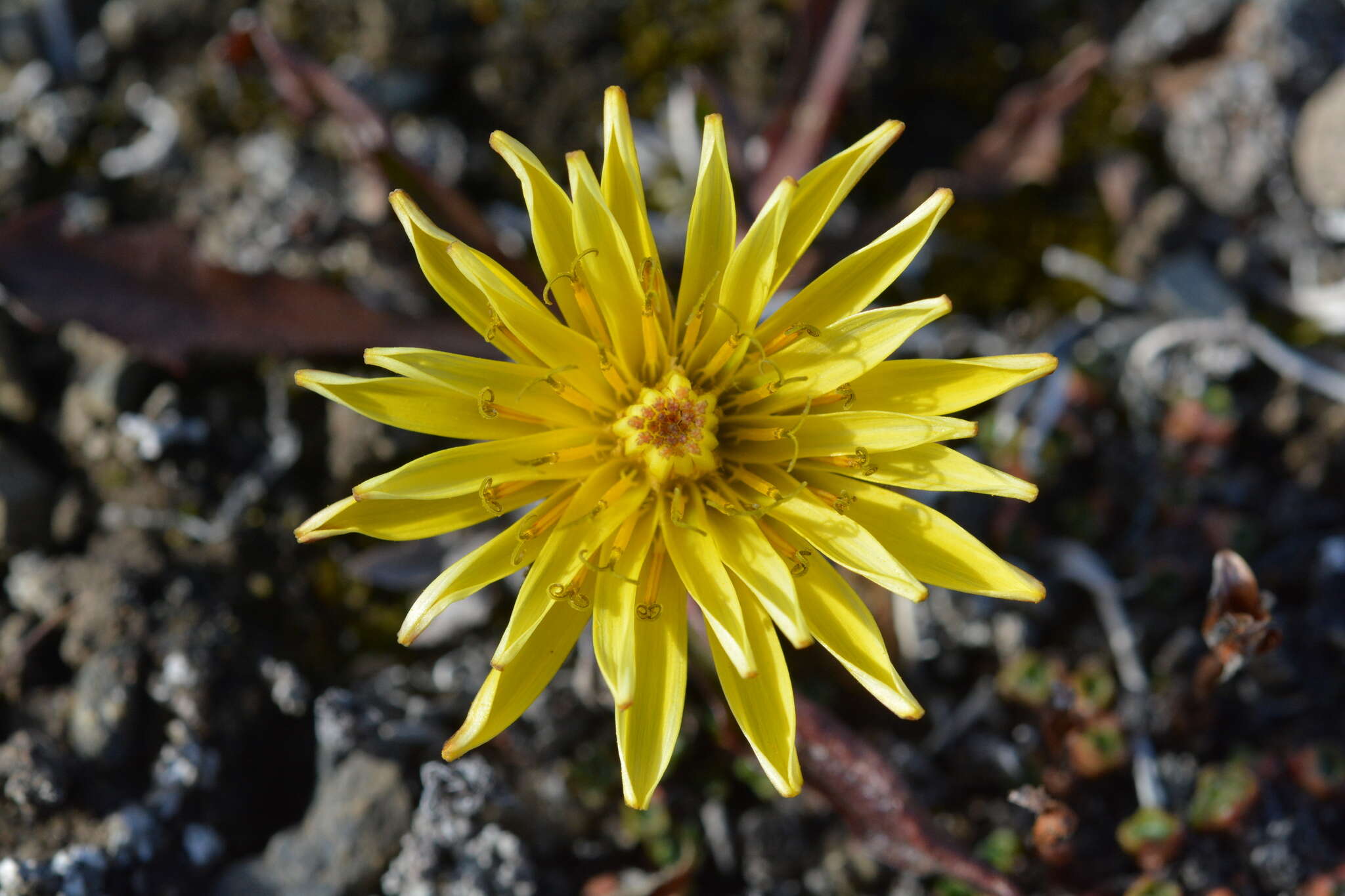 Image of Taraxacum hyparcticum Dahlst.