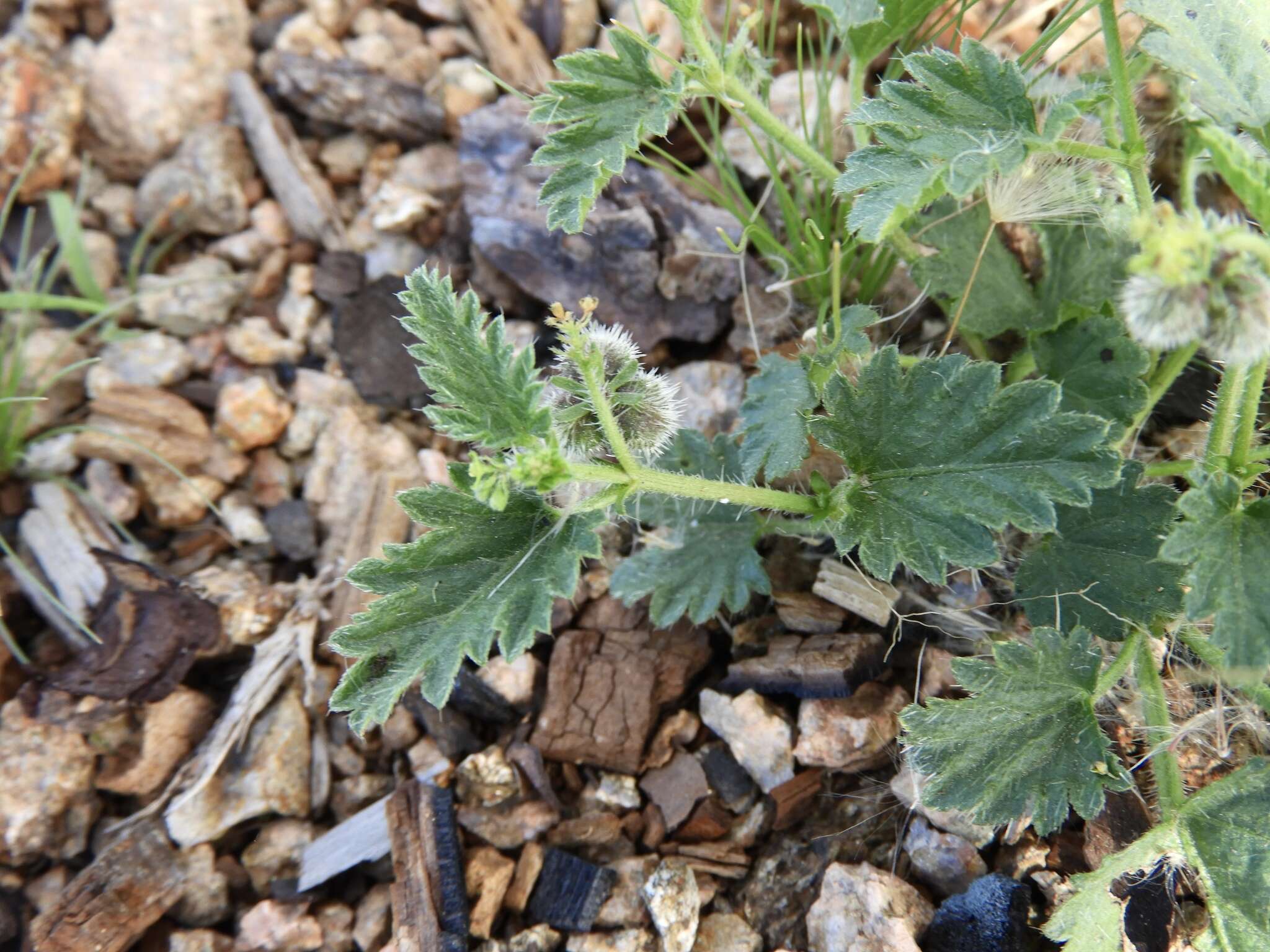 Image of Tragia geraniifolia Klotzsch ex Müll. Arg.