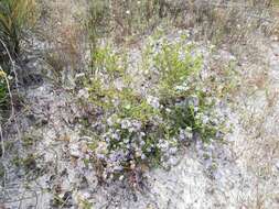 Image of Free-flowering Leschenaultia