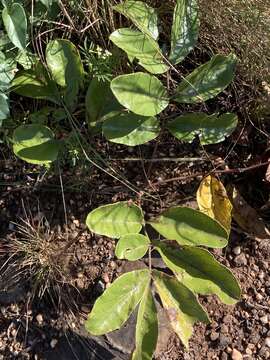 Image of Lannea edulis (Sond.) Engl.