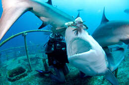 Image of Caribbean Reef Shark