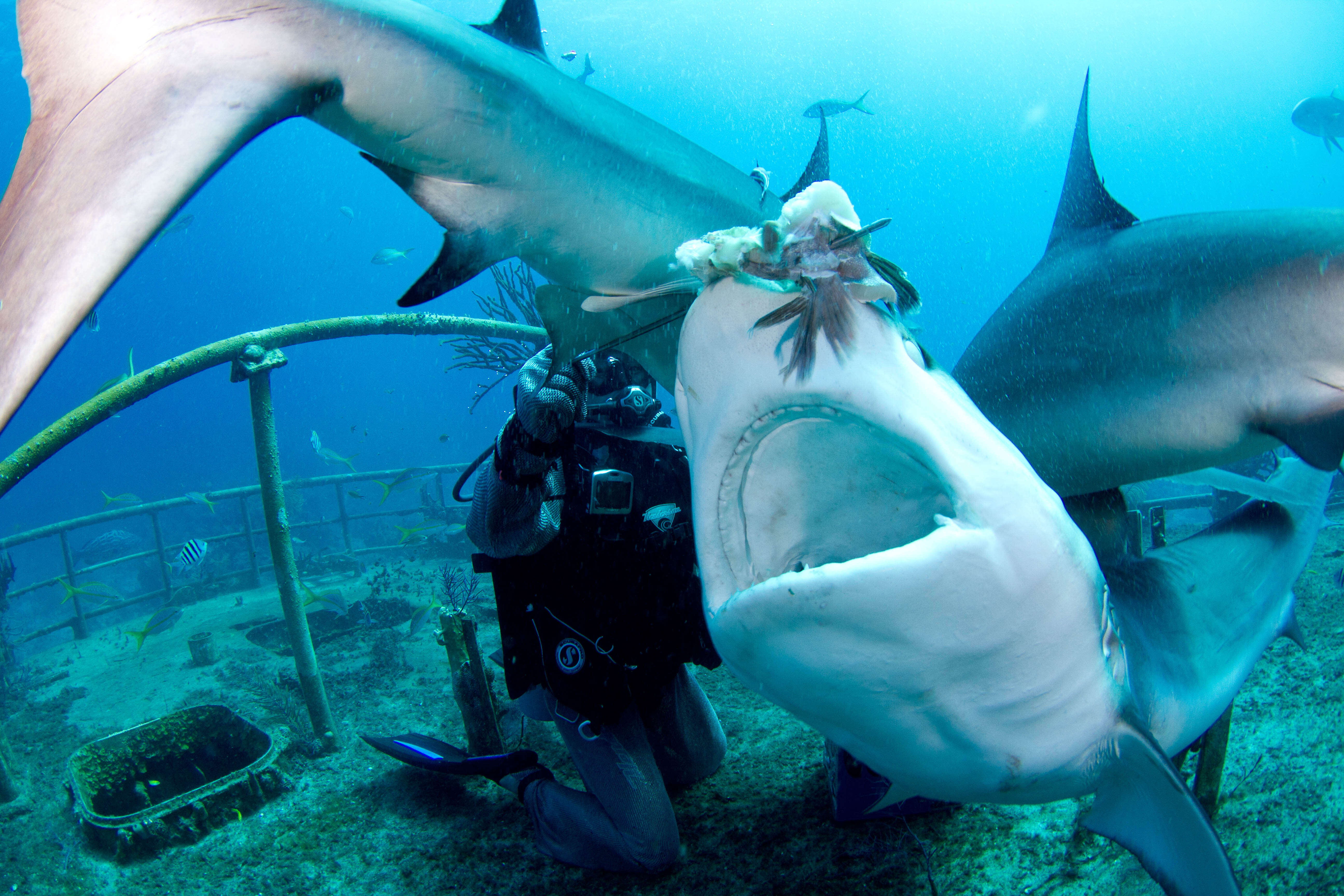 Image of Caribbean Reef Shark