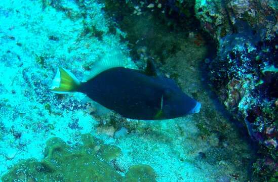 Image of Halfmoon triggerfish