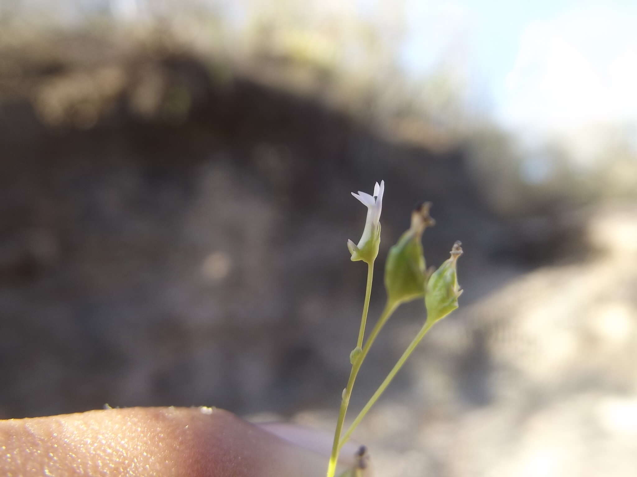 Image of Lobelia cordifolia Hook. & Arn.