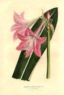 Слика од Hippeastrum reticulatum (L'Hér.) Herb.