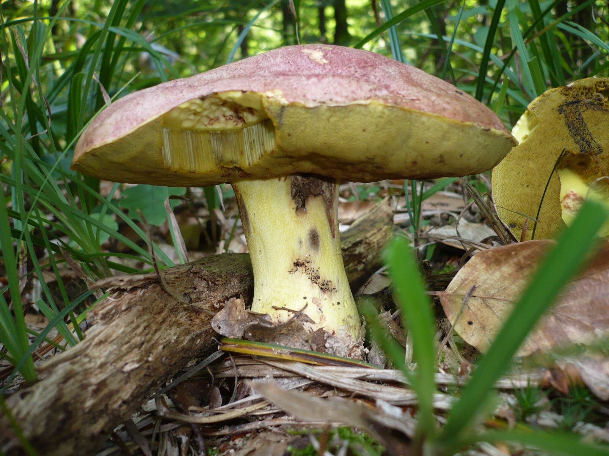 Image of Royal Bolete