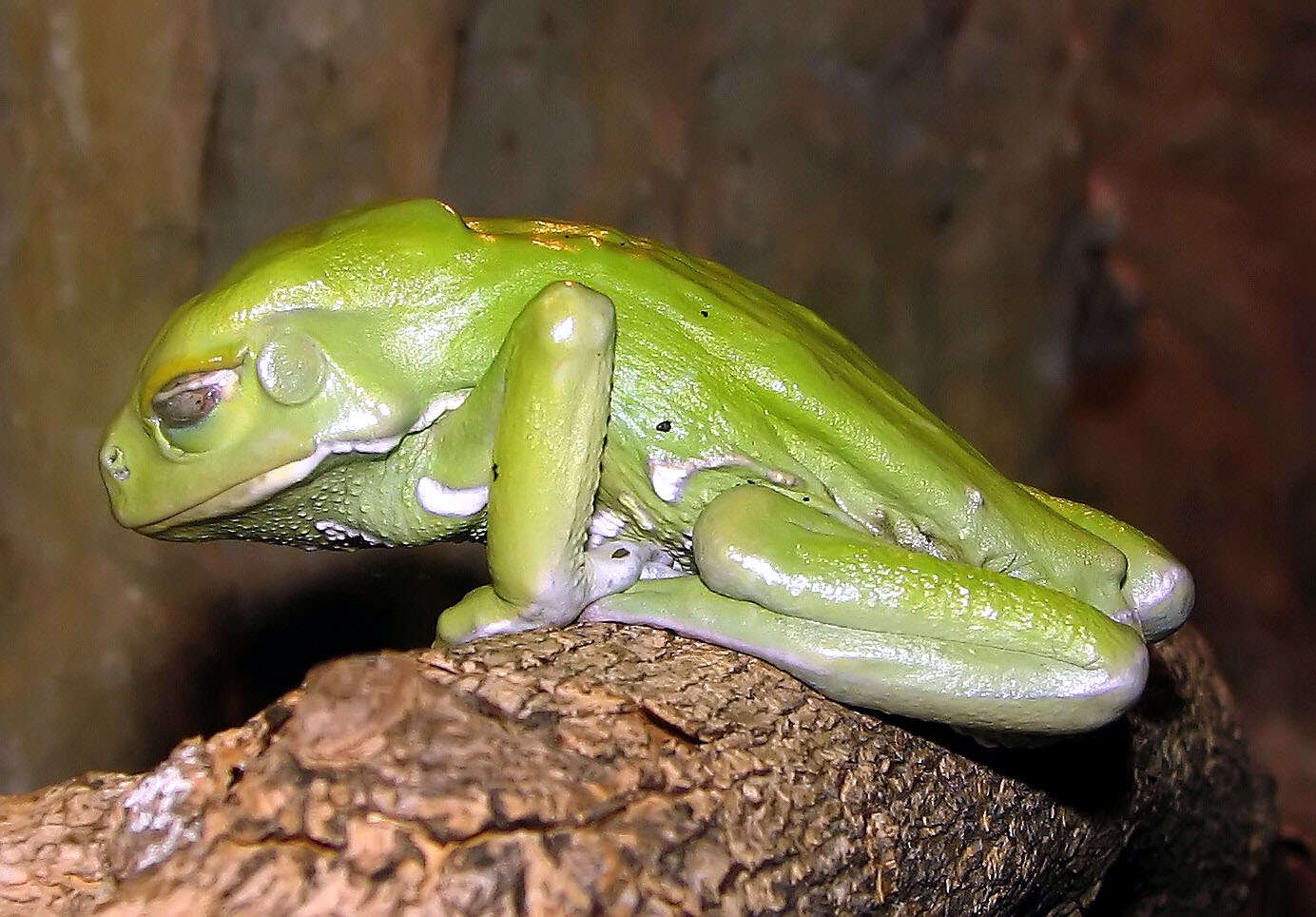 Image of painted-belly leaf frog