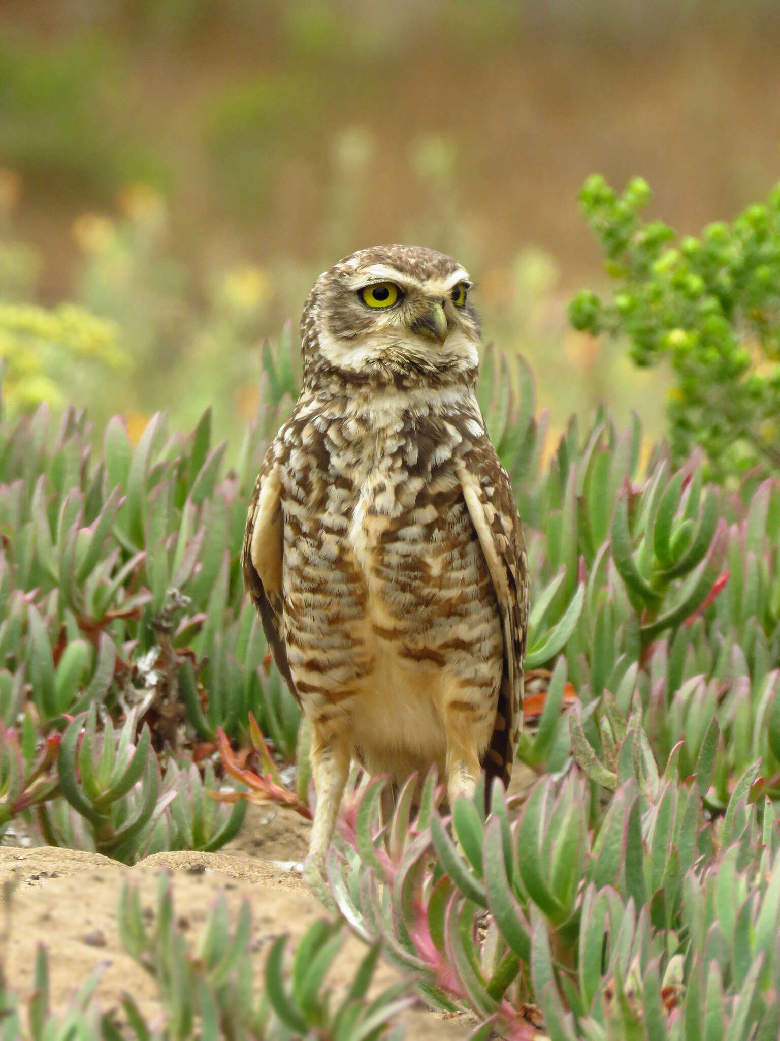 Image of Athene cunicularia cunicularia (Molina 1782)