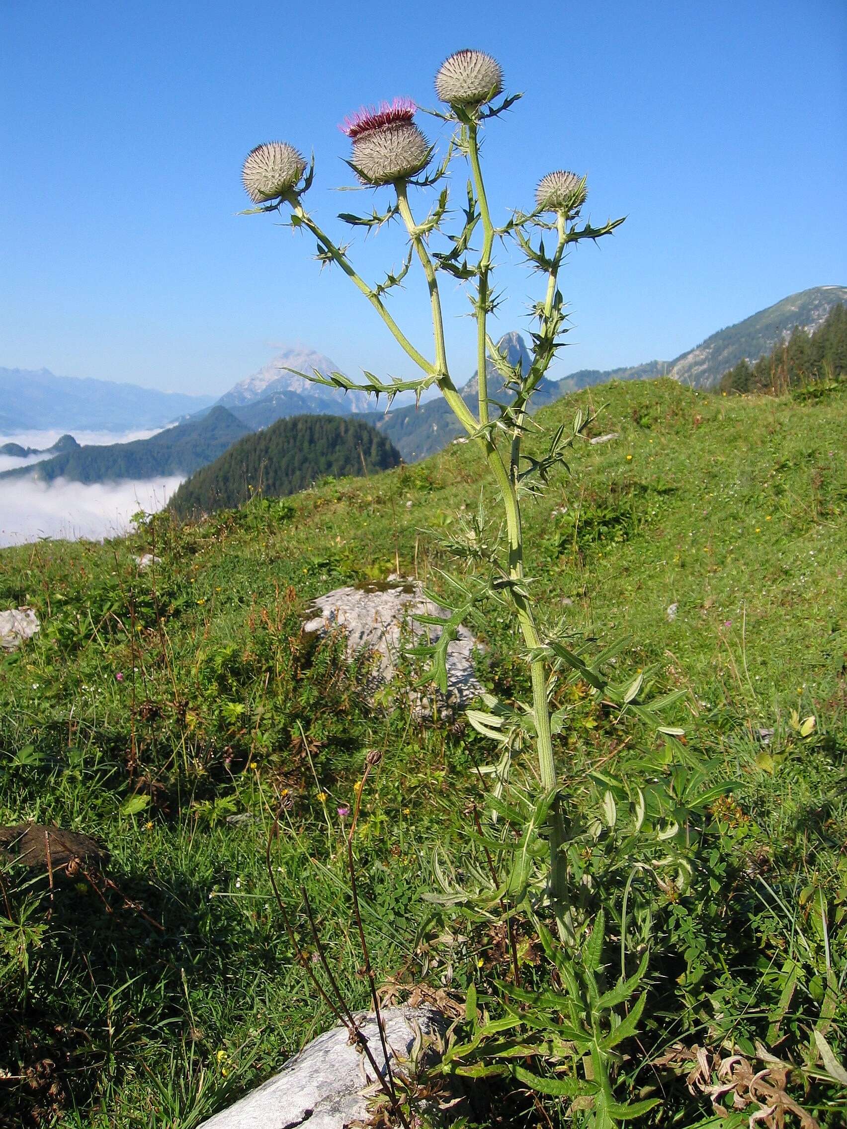 Image of woolly thistle