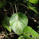 Image of Dendrocnide peltata var. murrayana (Rendle) Chew