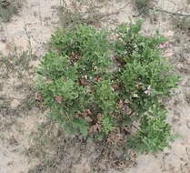 Image of oakleaf geranium