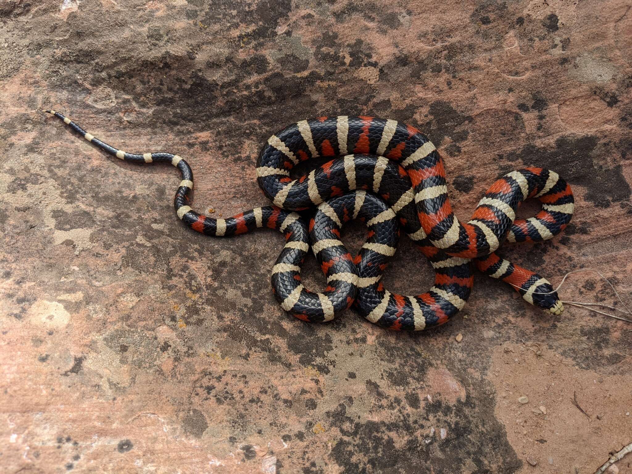 Image of Lampropeltis pyromelana infralabialis Tanner 1953